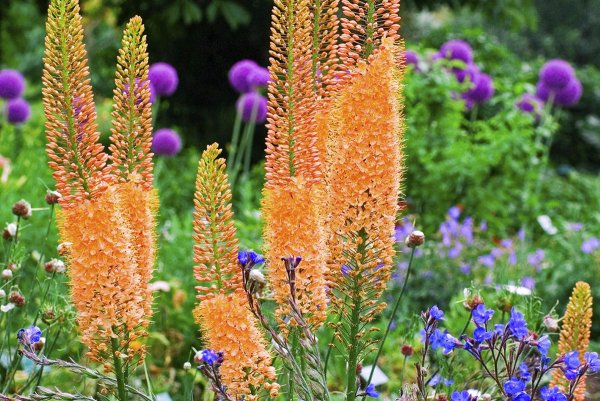 Эремурус Cleopatra