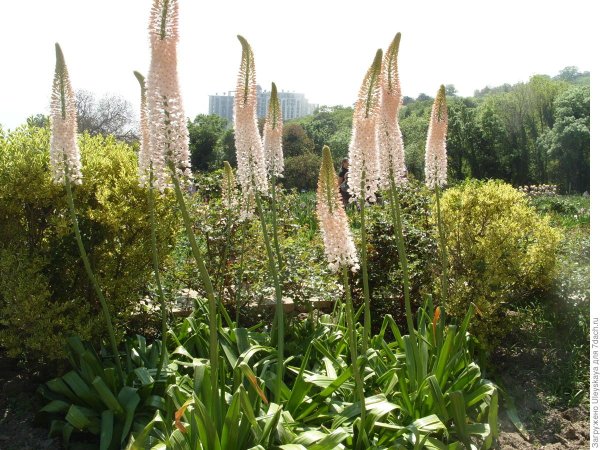 Эремурус гибридный Клеопатра