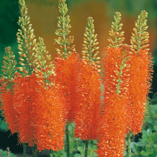 Эремурус Шелфорд