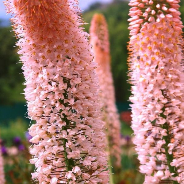 Эремурус Клеопатра