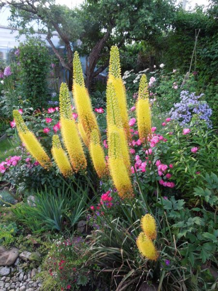 Эремурус ширяш Шелфорд