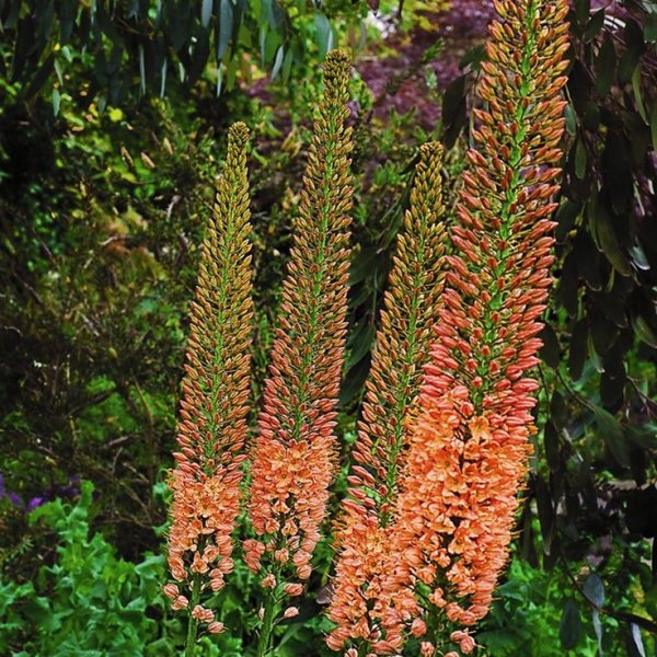 Цветок ширяш Клеопатра