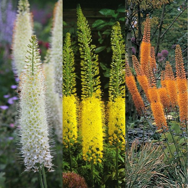 Эремурус гибридный Шелфолд