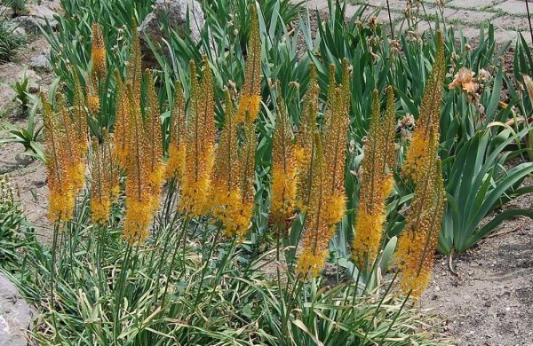 Эремурус гибридный Клеопатра