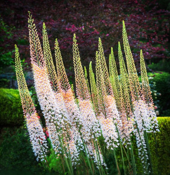 Эремурус Шелфорд