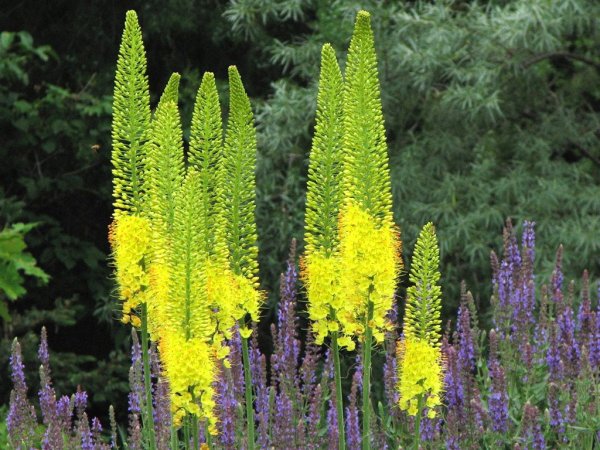 Эремурус Бунге (Bungei)