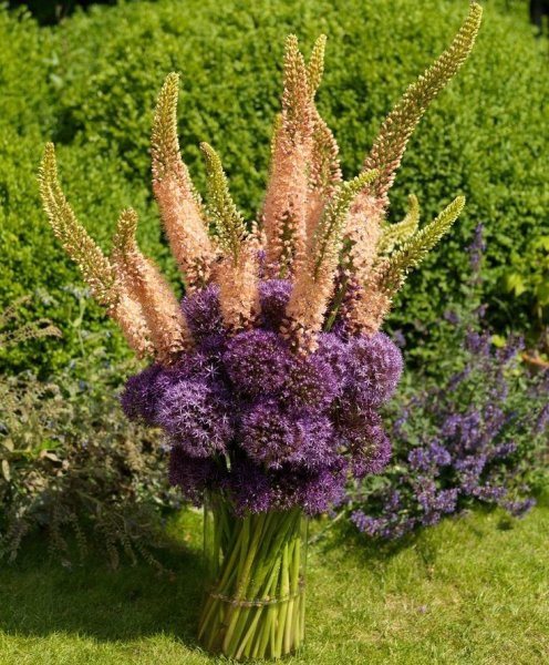 Эремурус Шелфорд