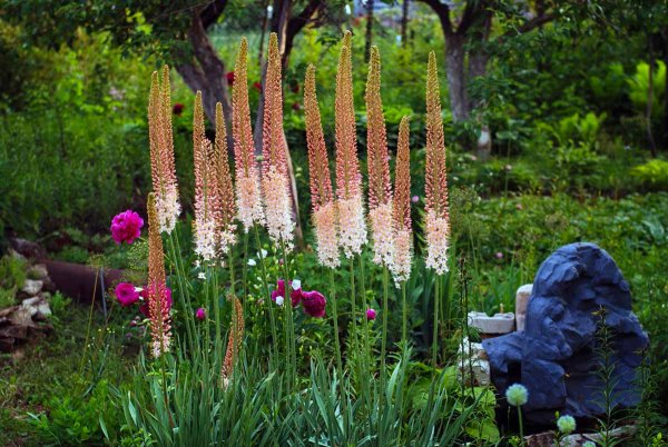 Эремурус Шелфорд