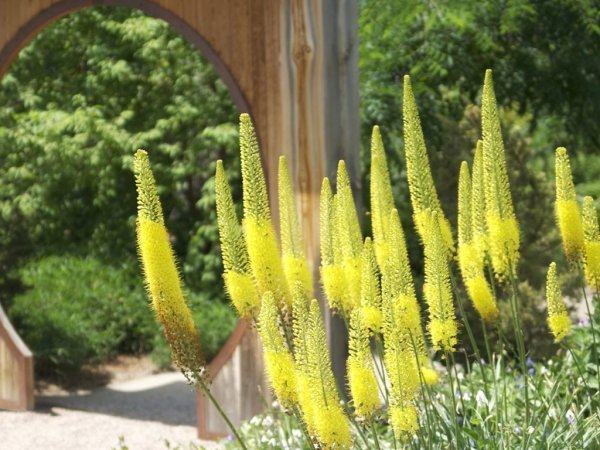 Эремурус гибридный Клеопатра