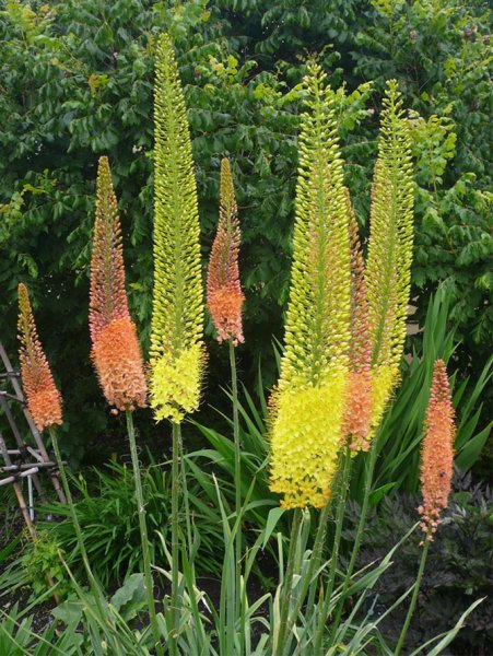 Эремурус Клеопатра