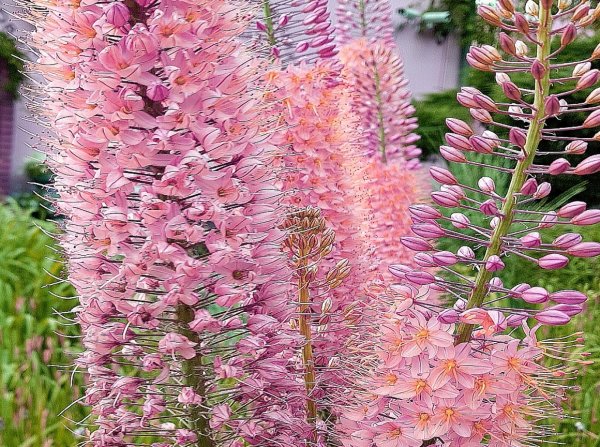 Клопогон Цимицифуга