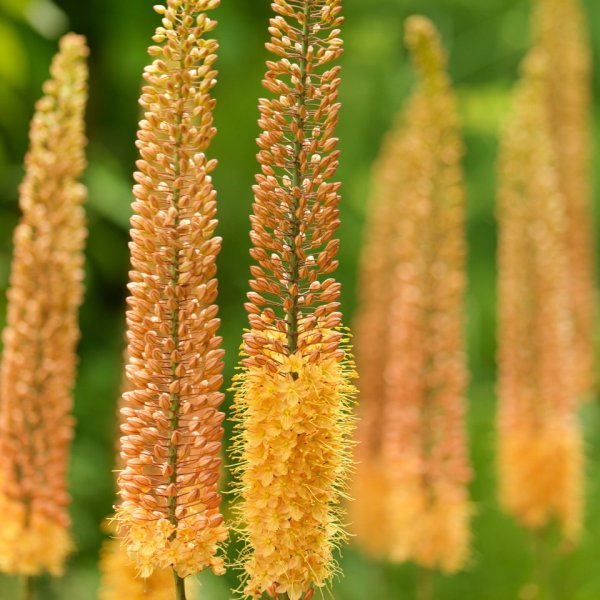 Эремурус ширяш