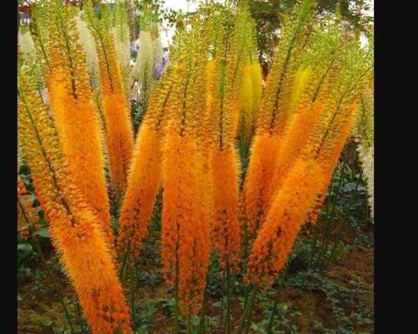 Эремурус Cleopatra