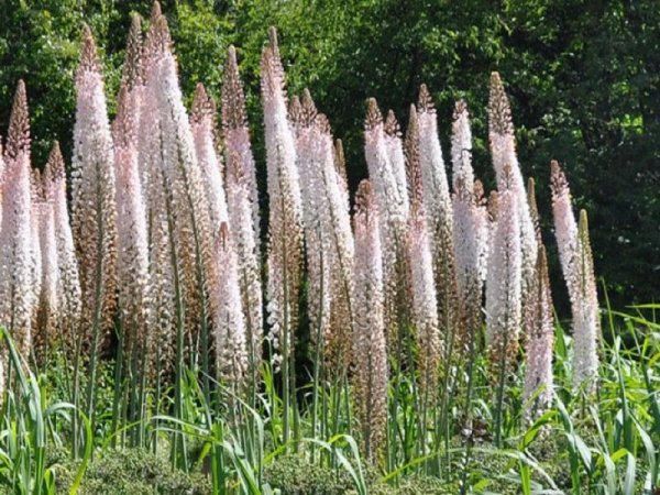 Эремурус эремурус