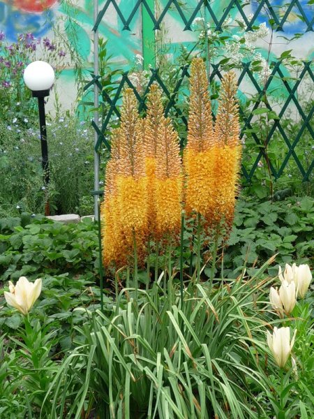 Эремурус ширяш Шелфорд