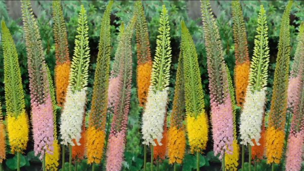 Эремурус цветок