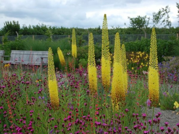 Эремурус Алтайский