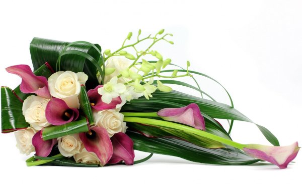 Фрезия (Freesia)