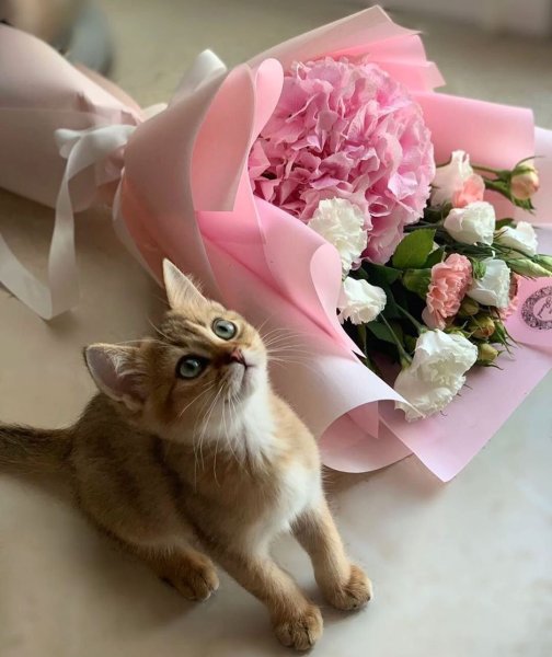 Котик с букетом