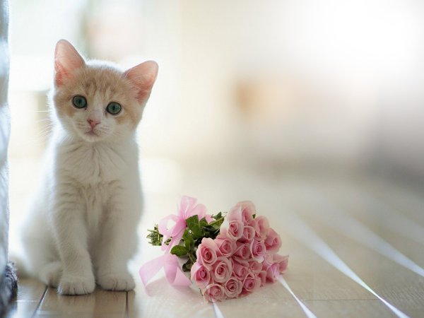 Нежные котята