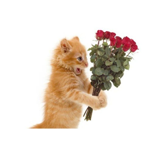 Кошка дарит цветы