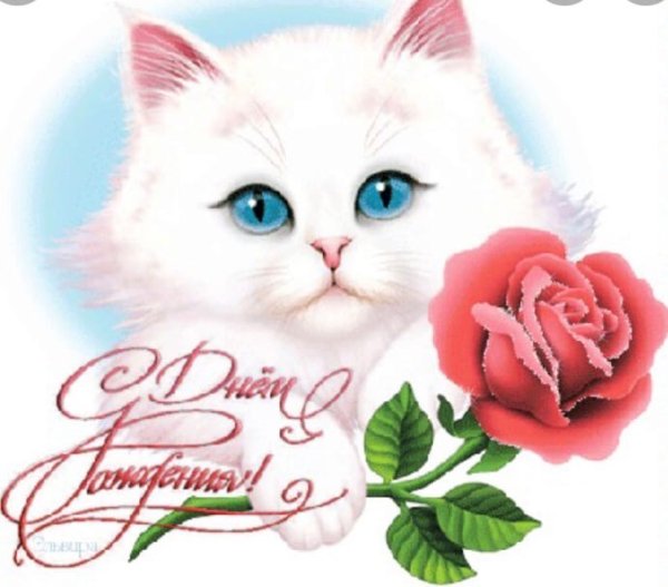 Кошка поздравляет