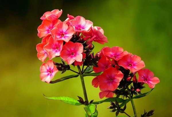 Флоксы цветы