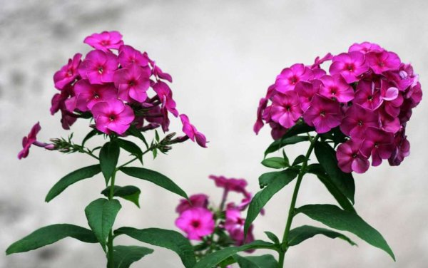 Флоксы цветы