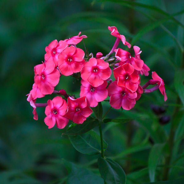 Флоксы цветы