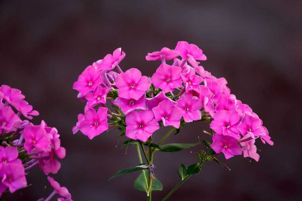 Флоксы цветы