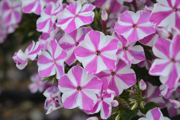 Флокс Отем Джой