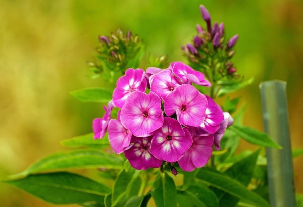 Флокс Сесиль Ханбери