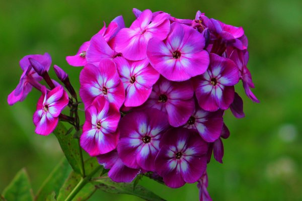 Флокс метельчатый 'Флоксана'