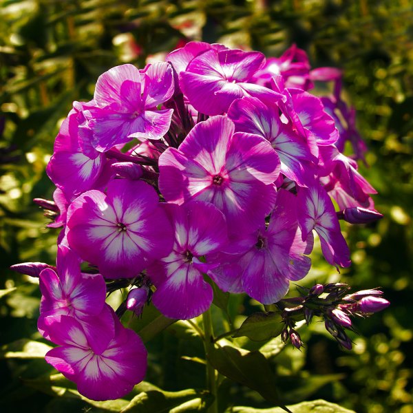 Флокс метельчатый Hannah