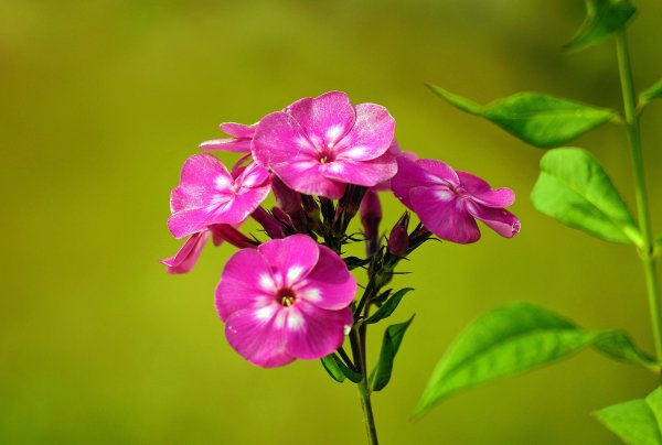 Один цветок Флоксы