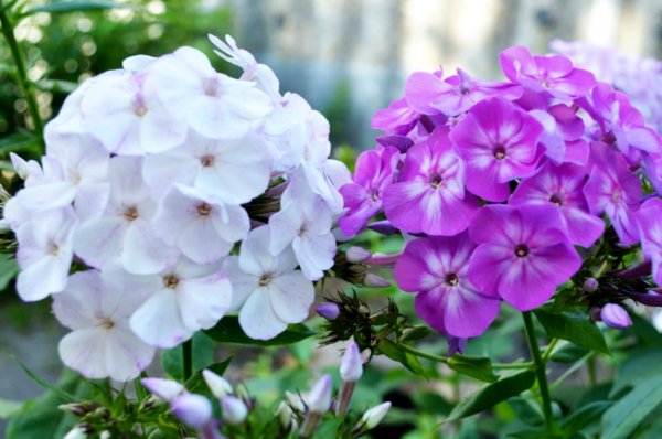 Флокс метельчатый Balmoral