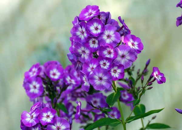 Флокс метельчатый Адинда