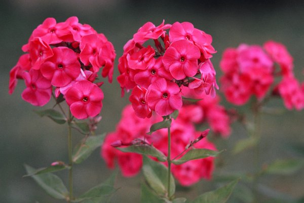 Флокс грандифлора