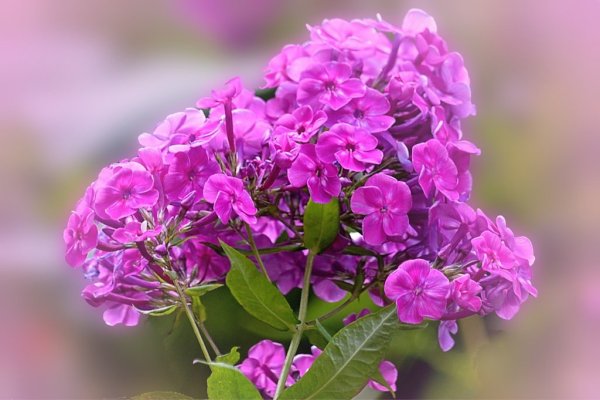 Алиса цветы Флоксы