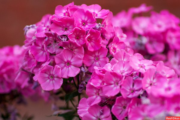 Флокс цикламеновый