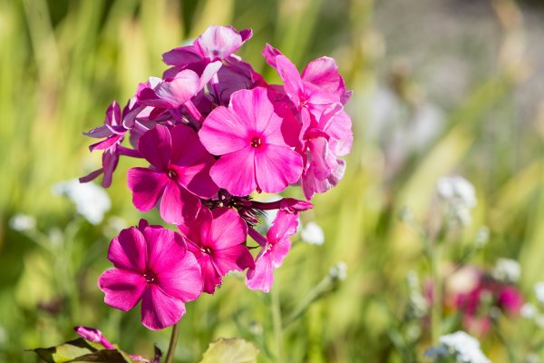 Флокс метельчатый макро