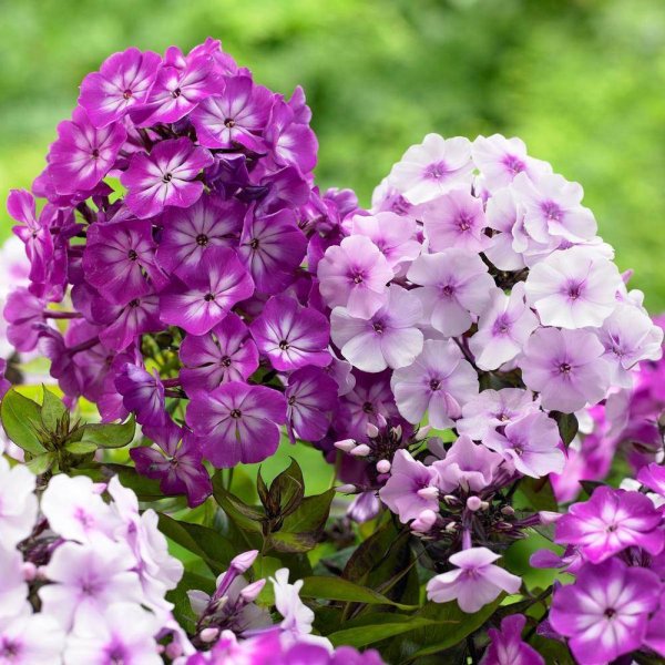 Флокс метельчатый