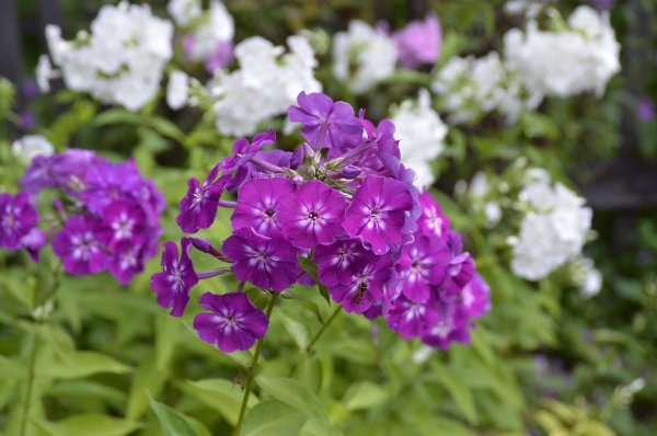 Флокс плетистый