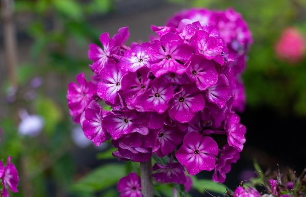 Флокс Флейм Пурпл