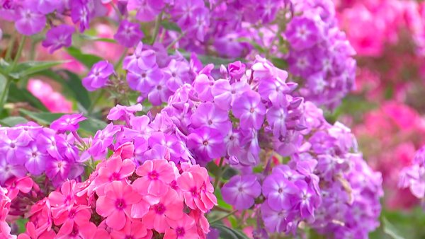 Флокс Freckle Purple Shades ® trademark