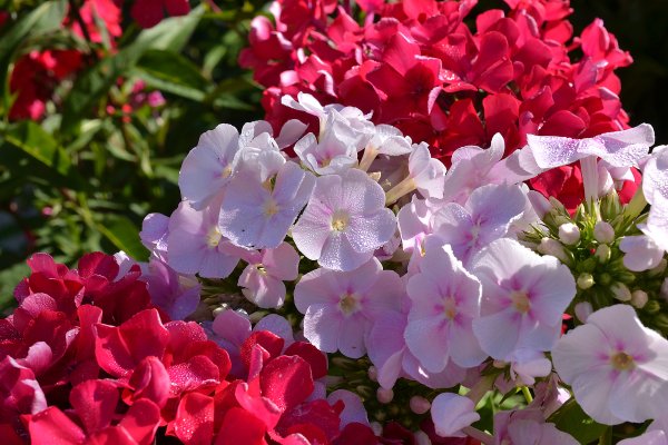 Флоксы цветы