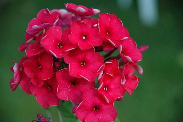 Флокс метельчатый "Kirchenfurst"