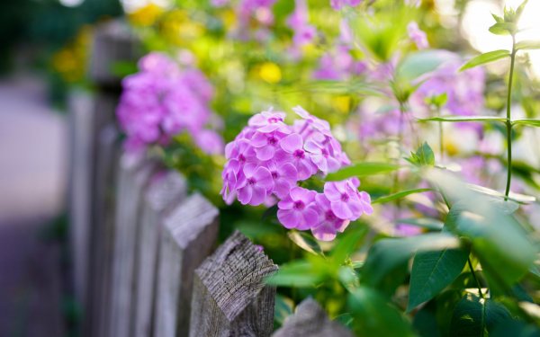 Цветник в розовых тонах тинькофф