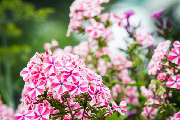 Флокс Катарина