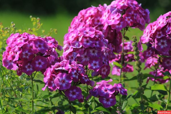 Флокс Квазимодо